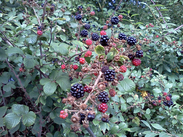 Berries by the roadside